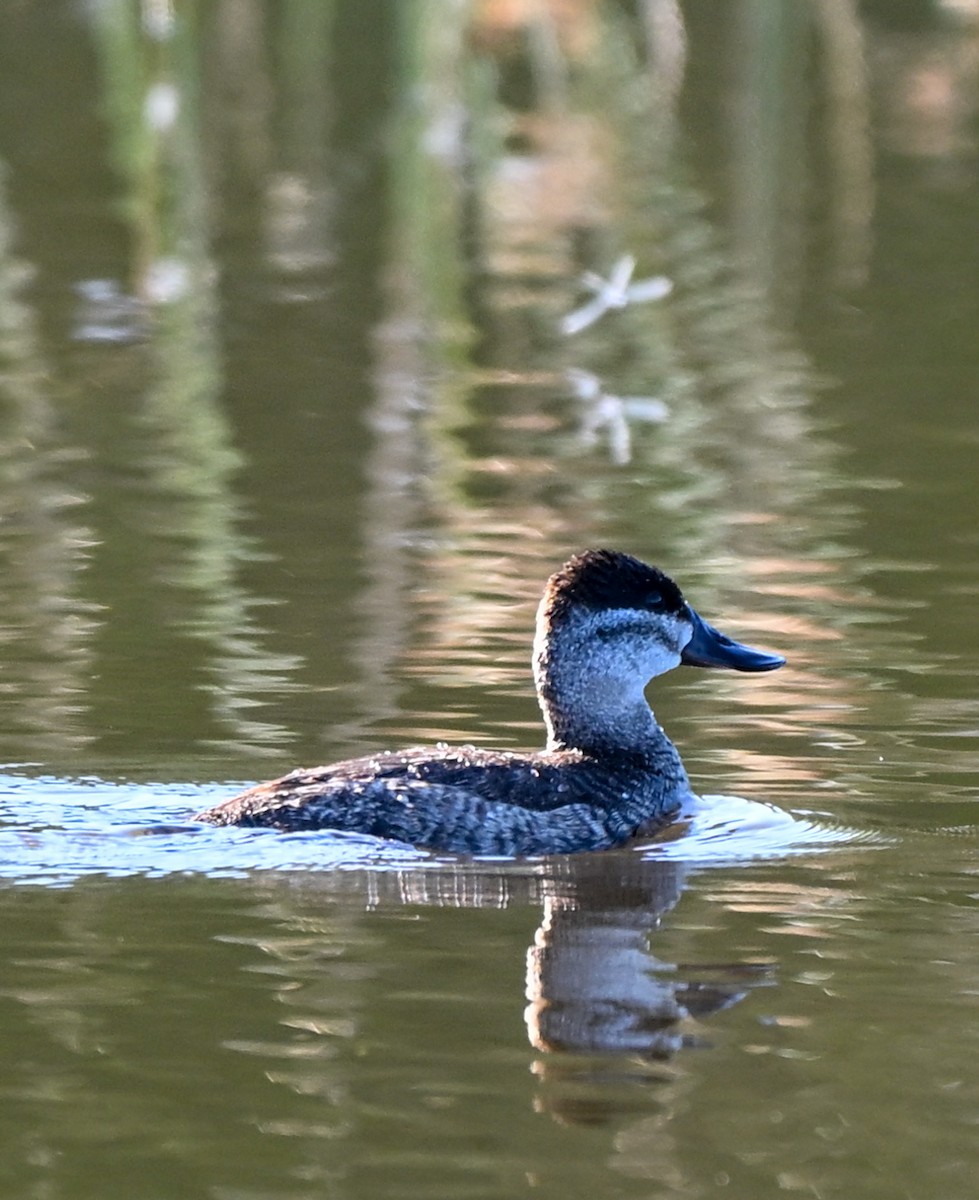 Ruddy Duck - ML645221241