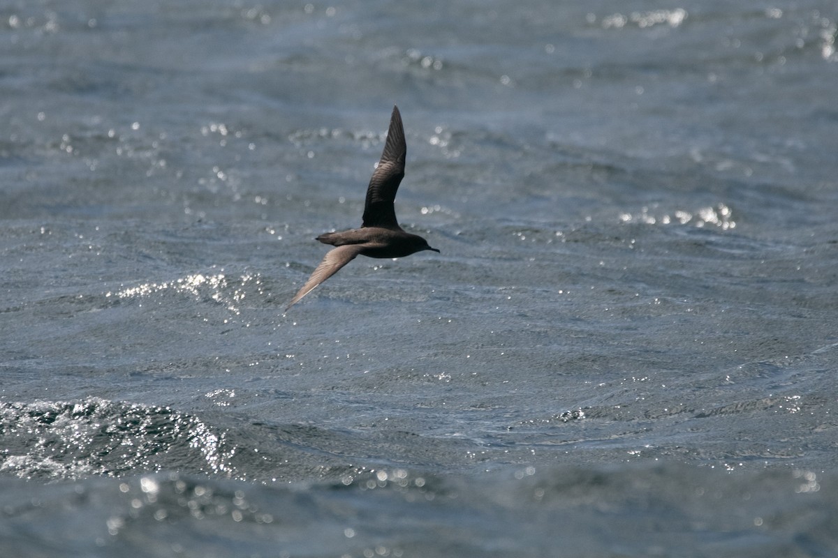 buřňák temný - ML645221247