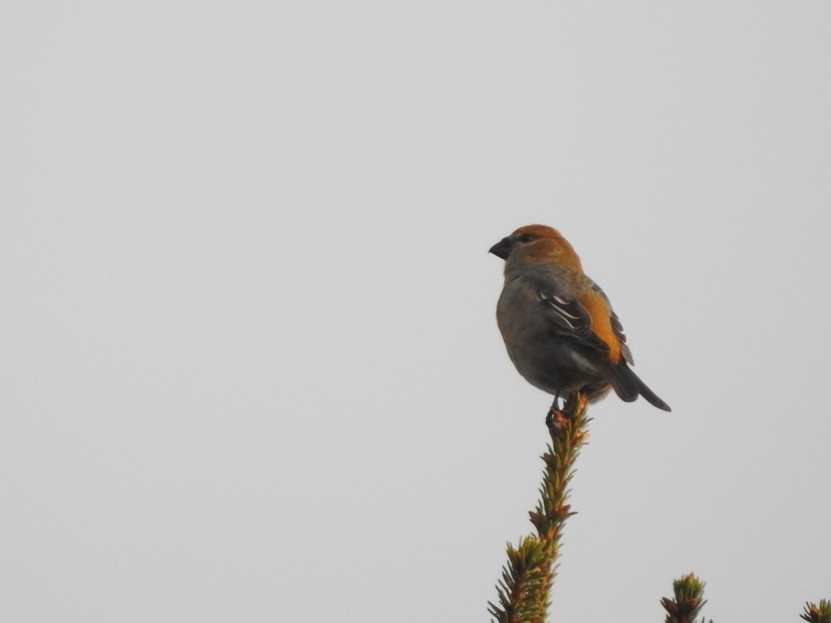 Pine Grosbeak - ML645221254