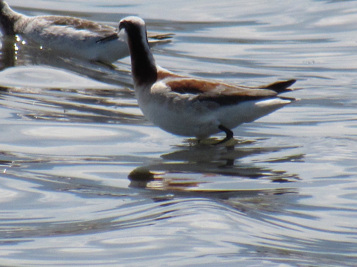 lyskonoh dlouhozobý - ML645221255