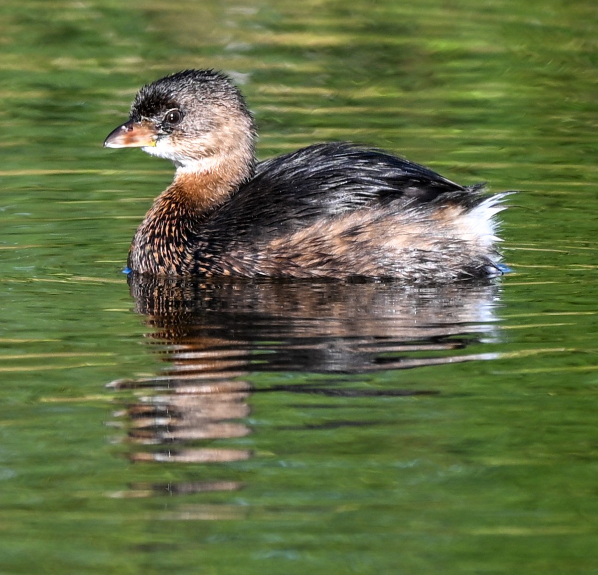 Pied-billed Grebe - ML645221259