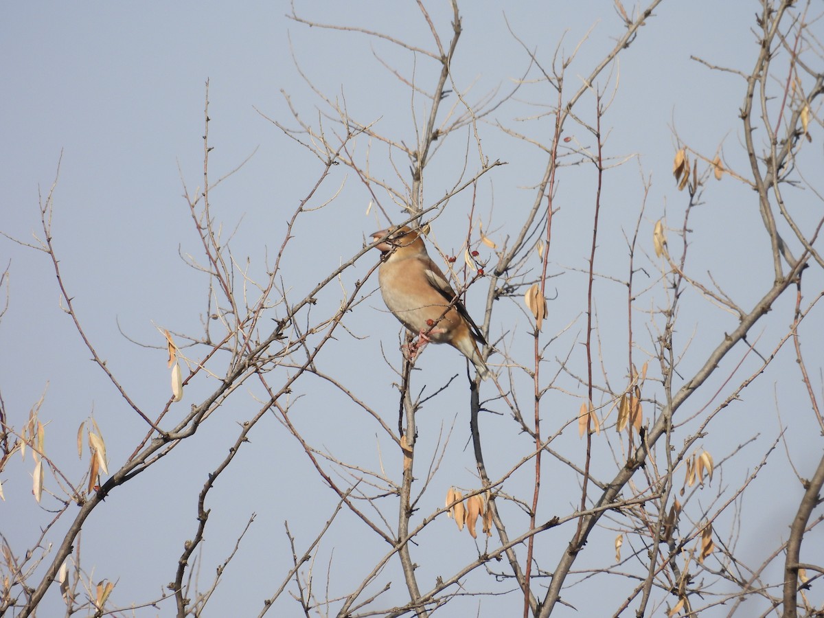 Hawfinch - ML645221260