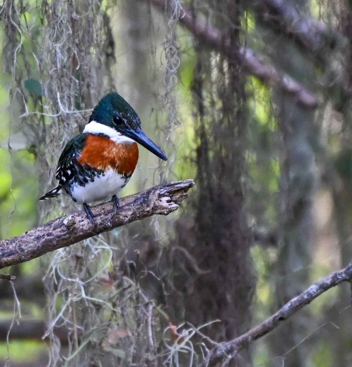 Green Kingfisher - ML645221264