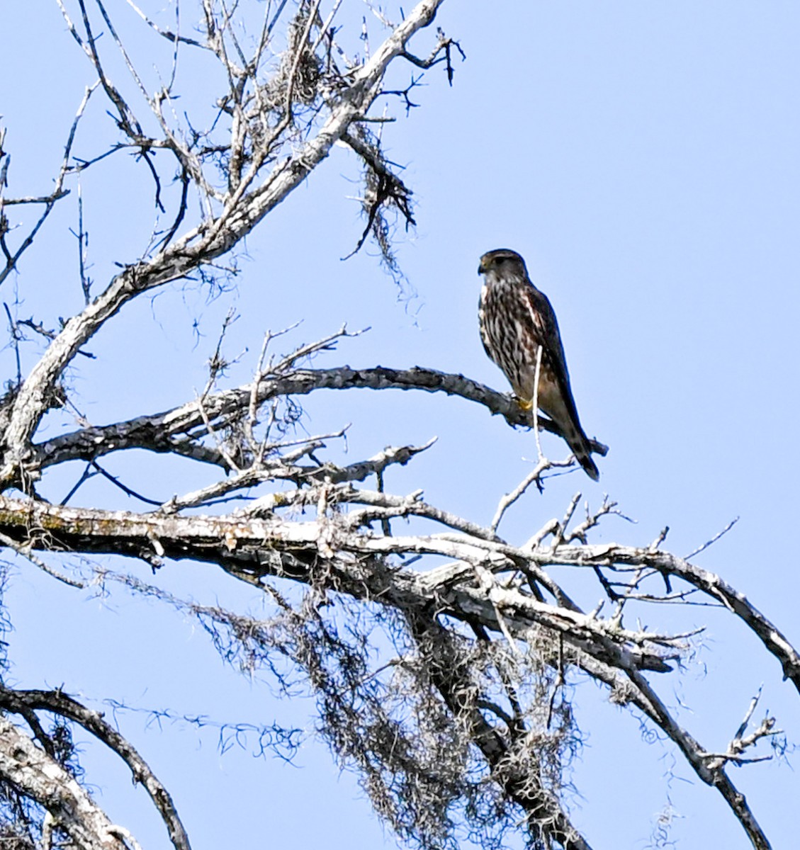 Merlin - ML645221278