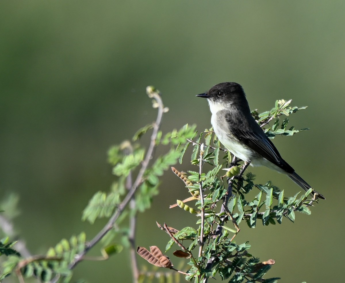 Eastern Phoebe - ML645221280