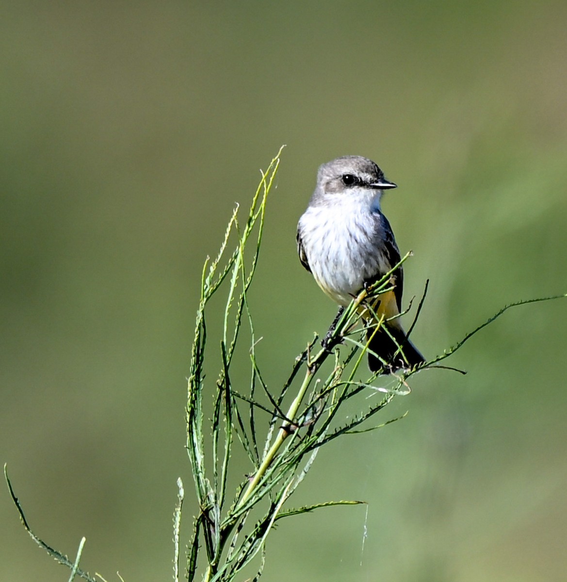 Vermilion Flycatcher - ML645221281