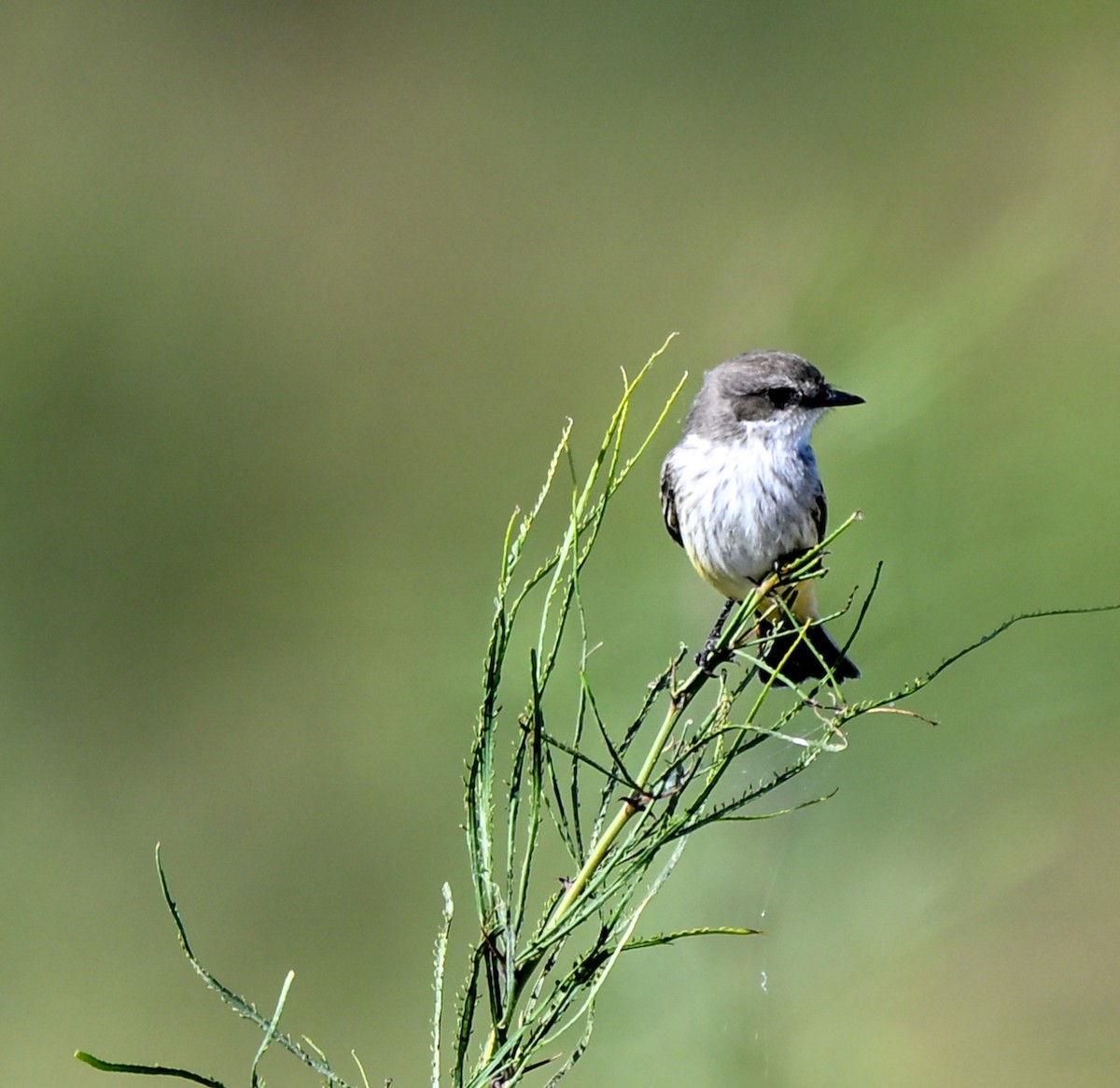 Vermilion Flycatcher - ML645221282