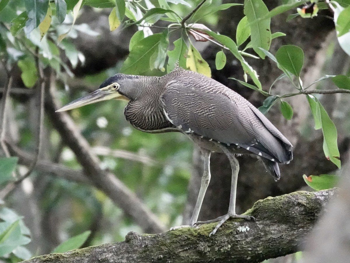Bare-throated Tiger-Heron - ML645221293