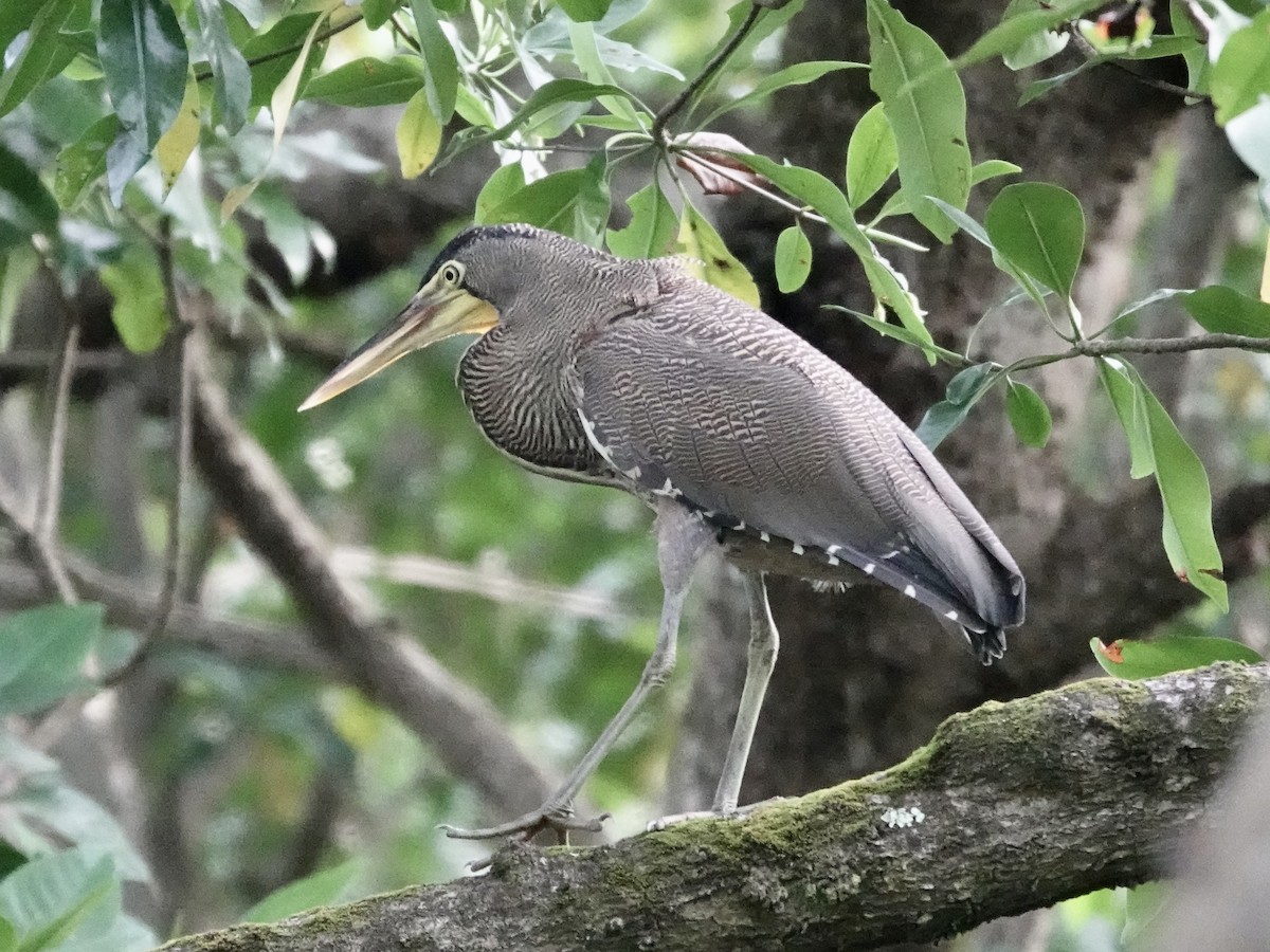 Bare-throated Tiger-Heron - ML645221294