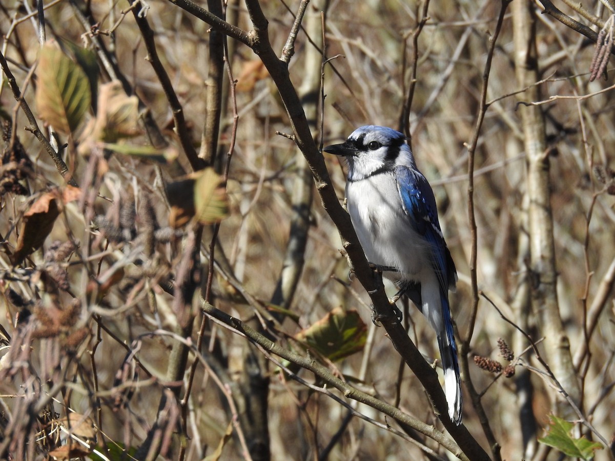 Blue Jay - ML645221295
