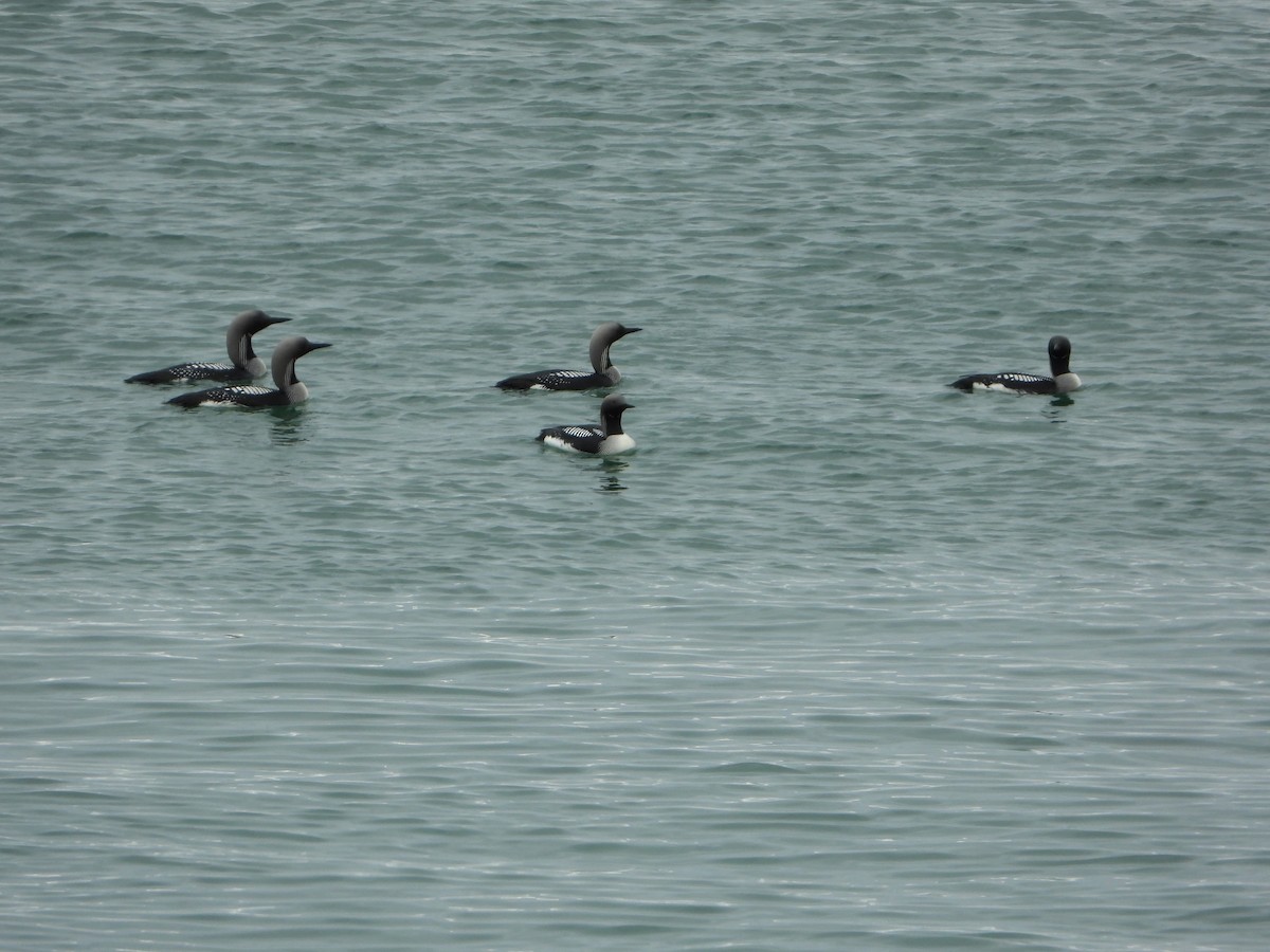 Arctic Loon - ML645221296