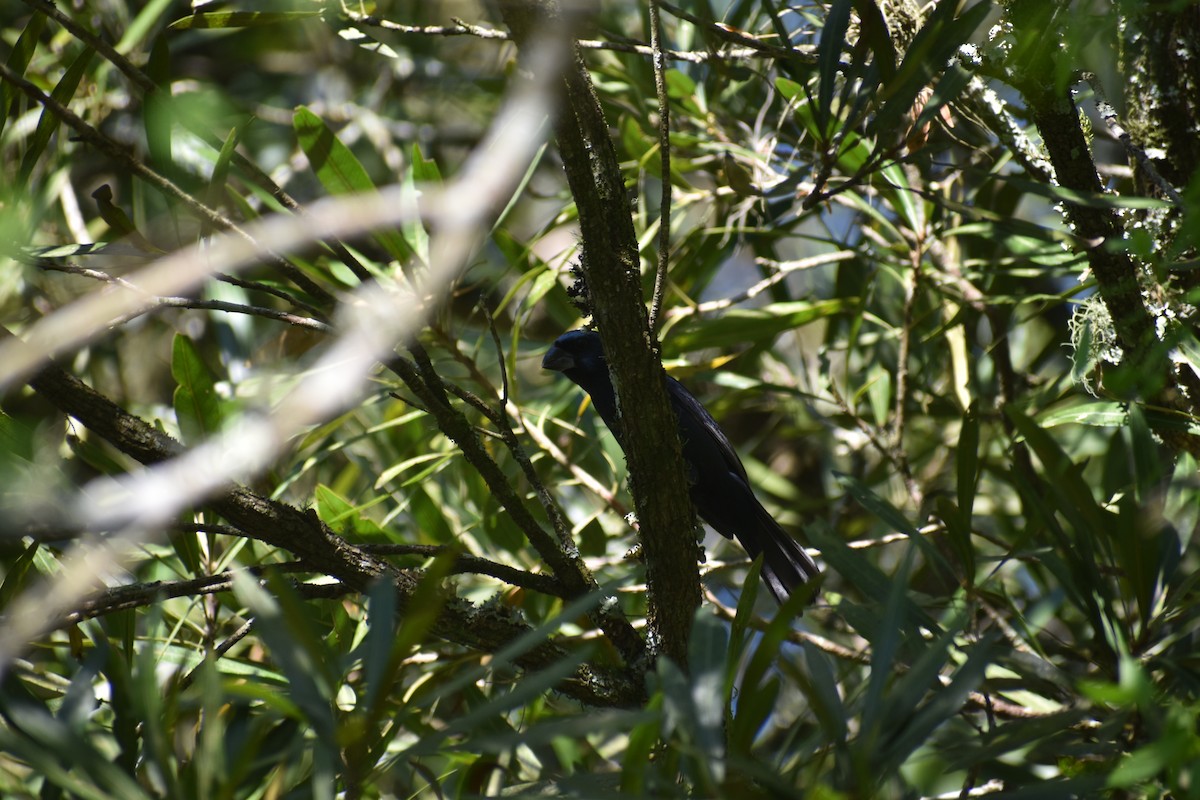 Ultramarine Grosbeak - ML645221299