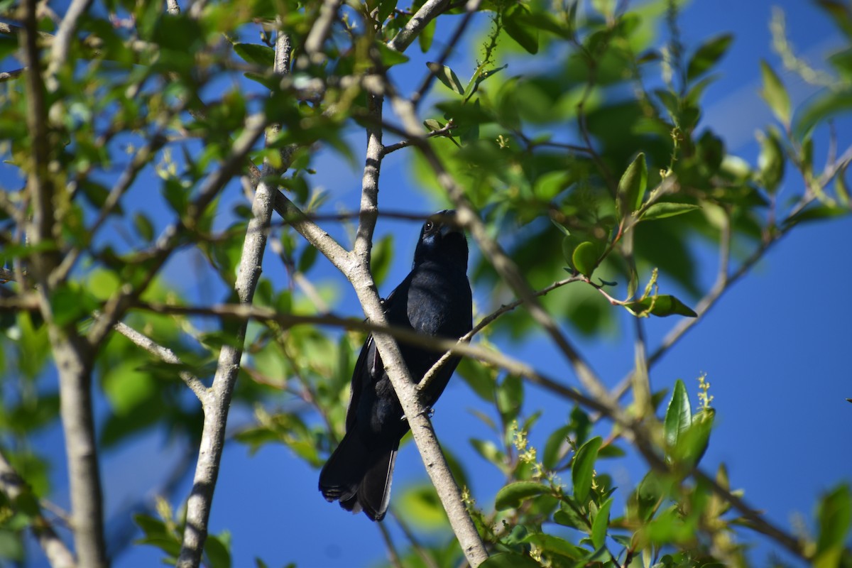 Ultramarine Grosbeak - ML645221301