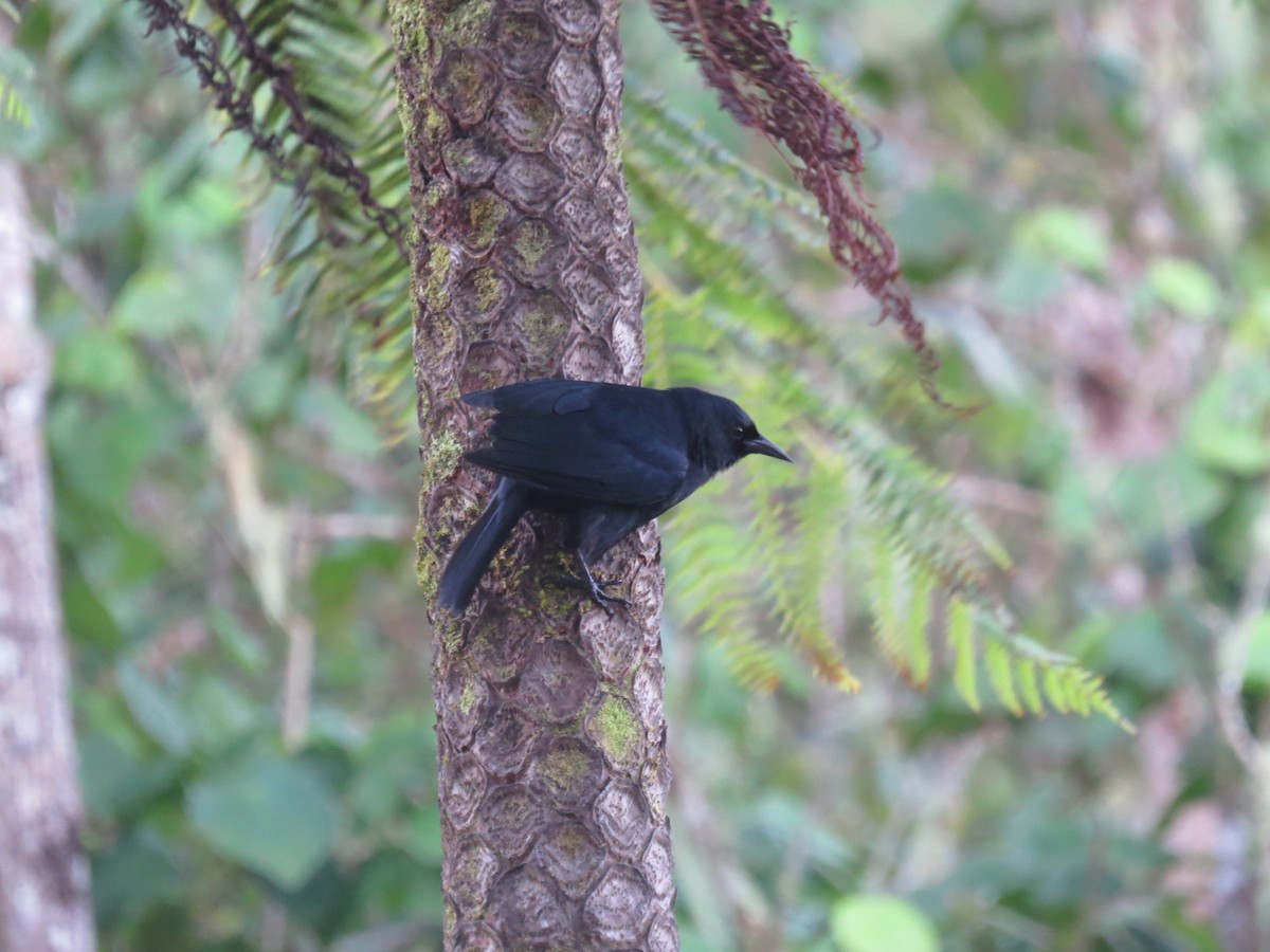Jamaican Blackbird - ML64522131