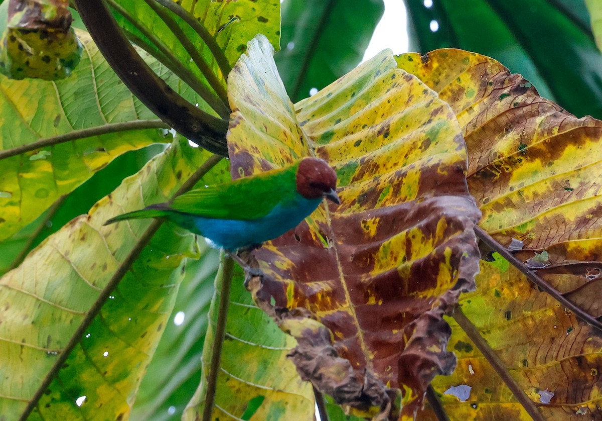 Bay-headed Tanager - ML645221312