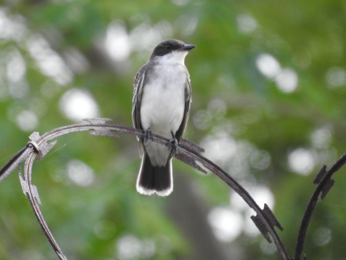 Eastern Kingbird - ML645221313