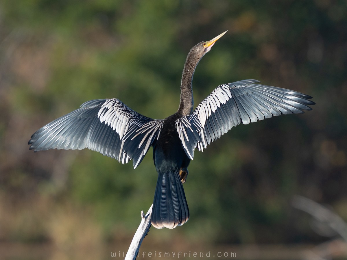 Anhinga amerikarra - ML645221314