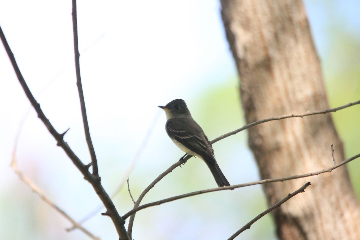 Eastern Wood-Pewee - ML645221315