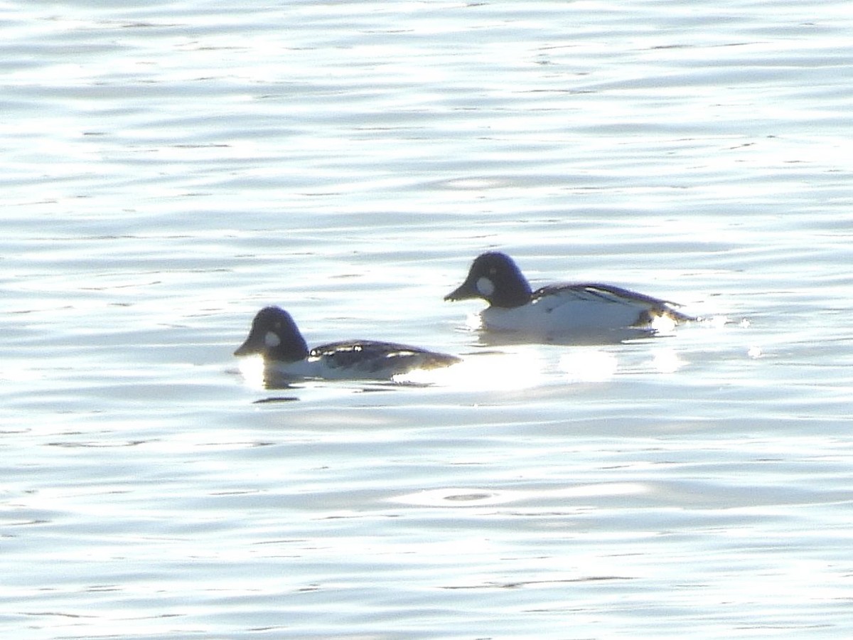 Murgilari urrebegia - ML645221316