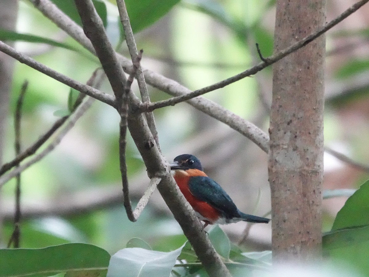 American Pygmy Kingfisher - ML645221319