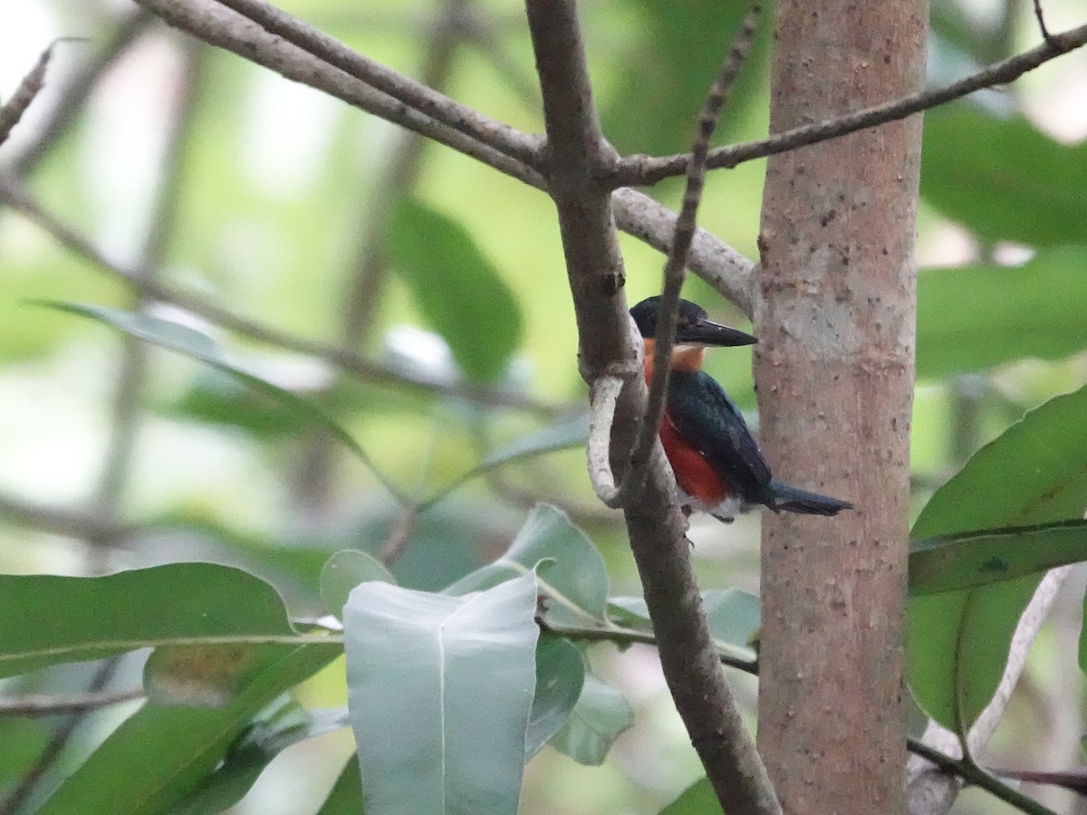 American Pygmy Kingfisher - ML645221320