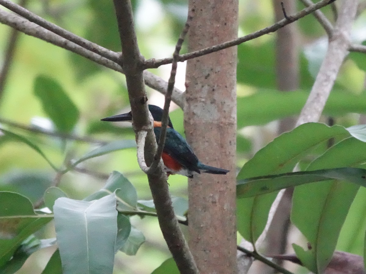 American Pygmy Kingfisher - ML645221321