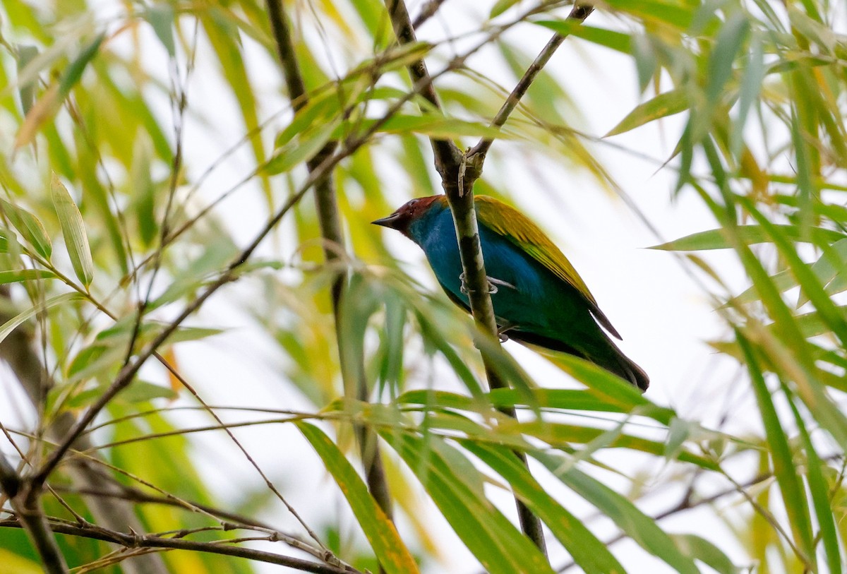 Bay-headed Tanager - ML645221322