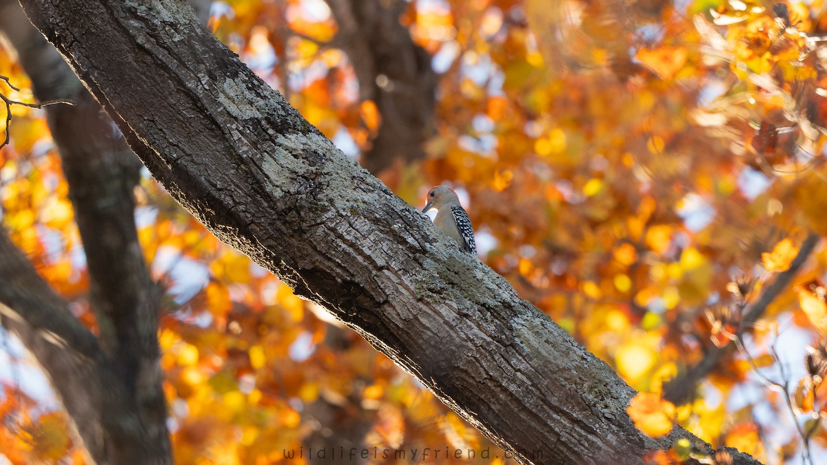 Red-bellied Woodpecker - ML645221323