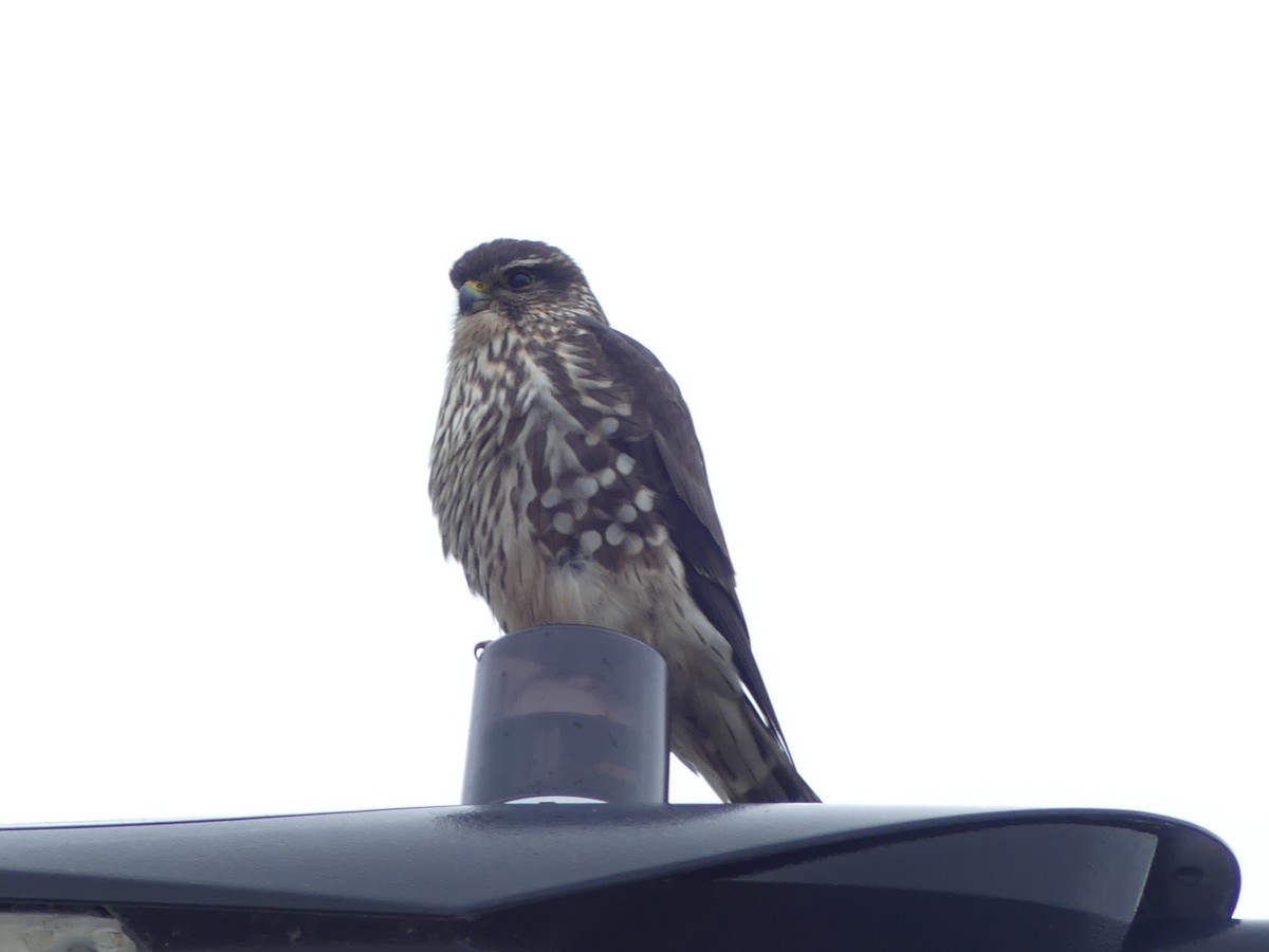 Belatz txikia - ML645221324