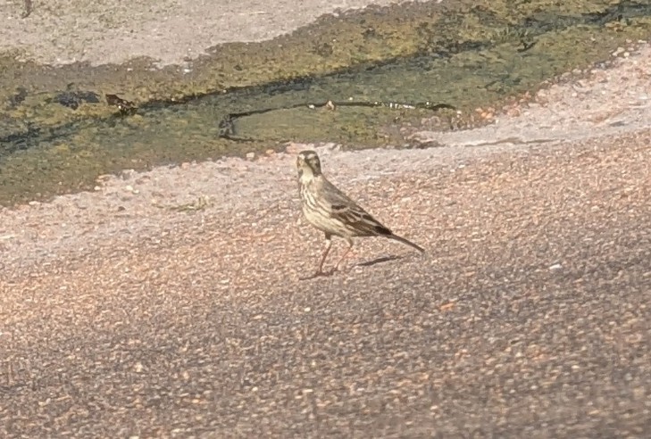 Txirta amerikarra - ML645221325