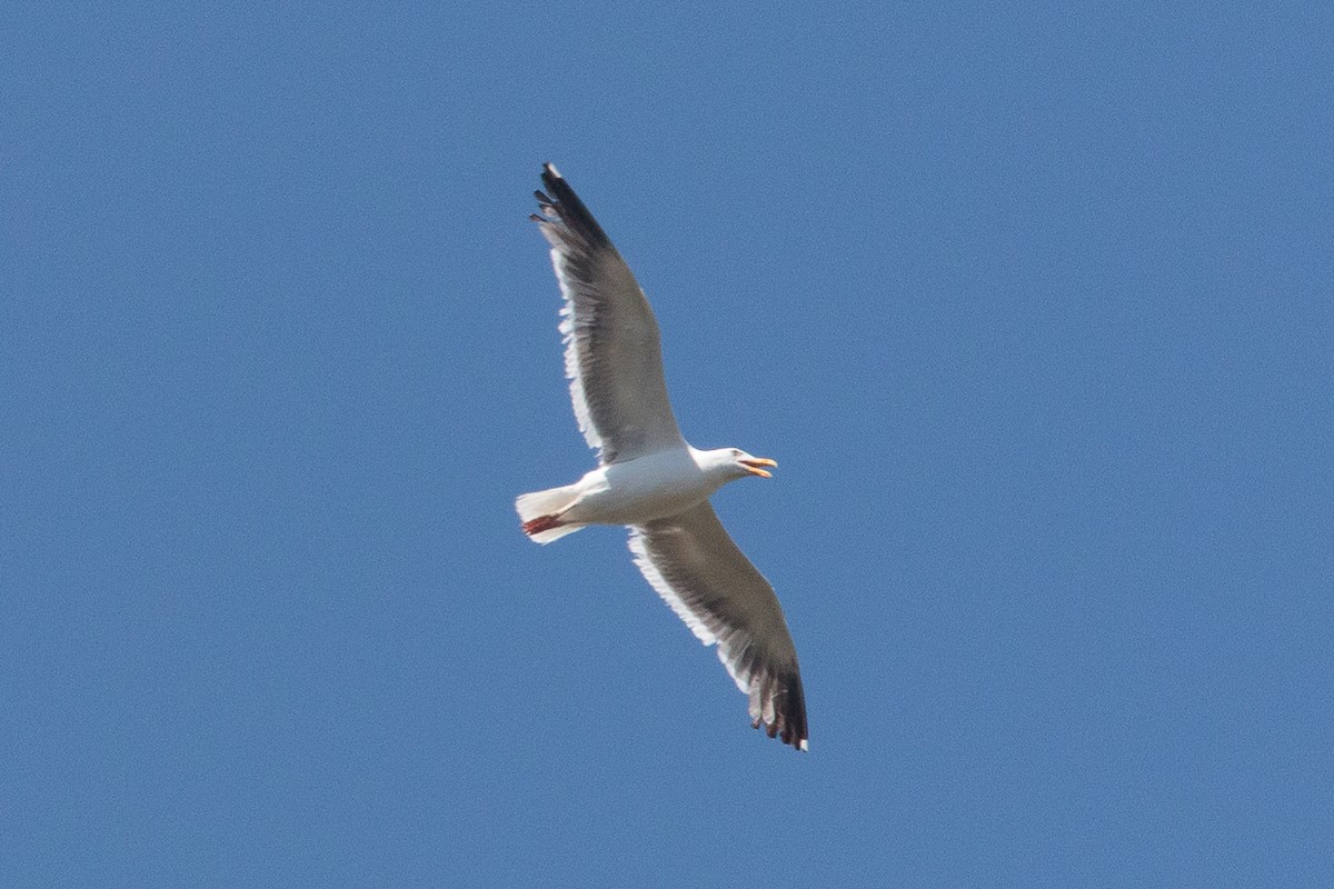 Western Gull - ML645221329