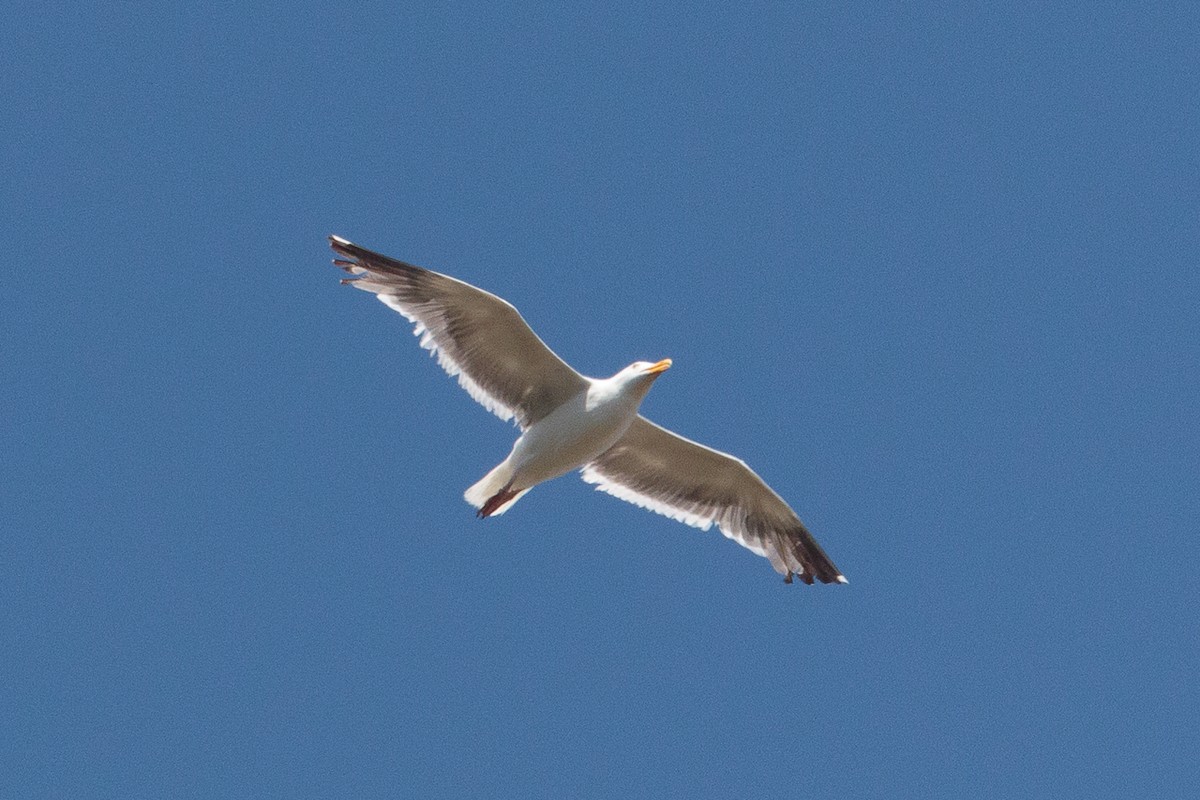 Western Gull - ML645221330