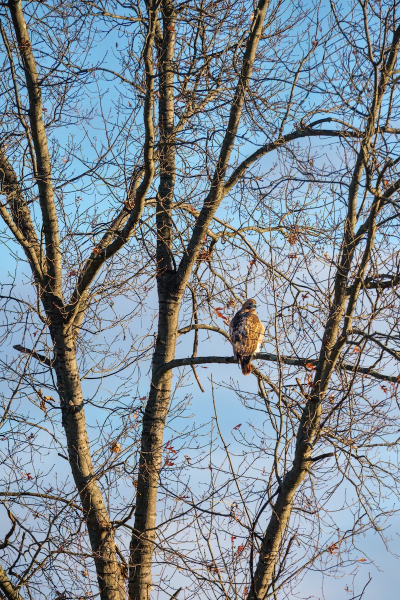 Red-shouldered Hawk - ML645221332