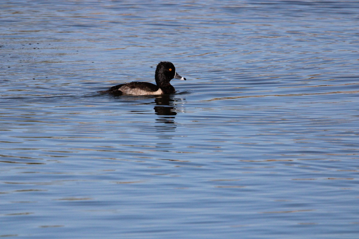 Murgilari lepokoduna - ML645221334