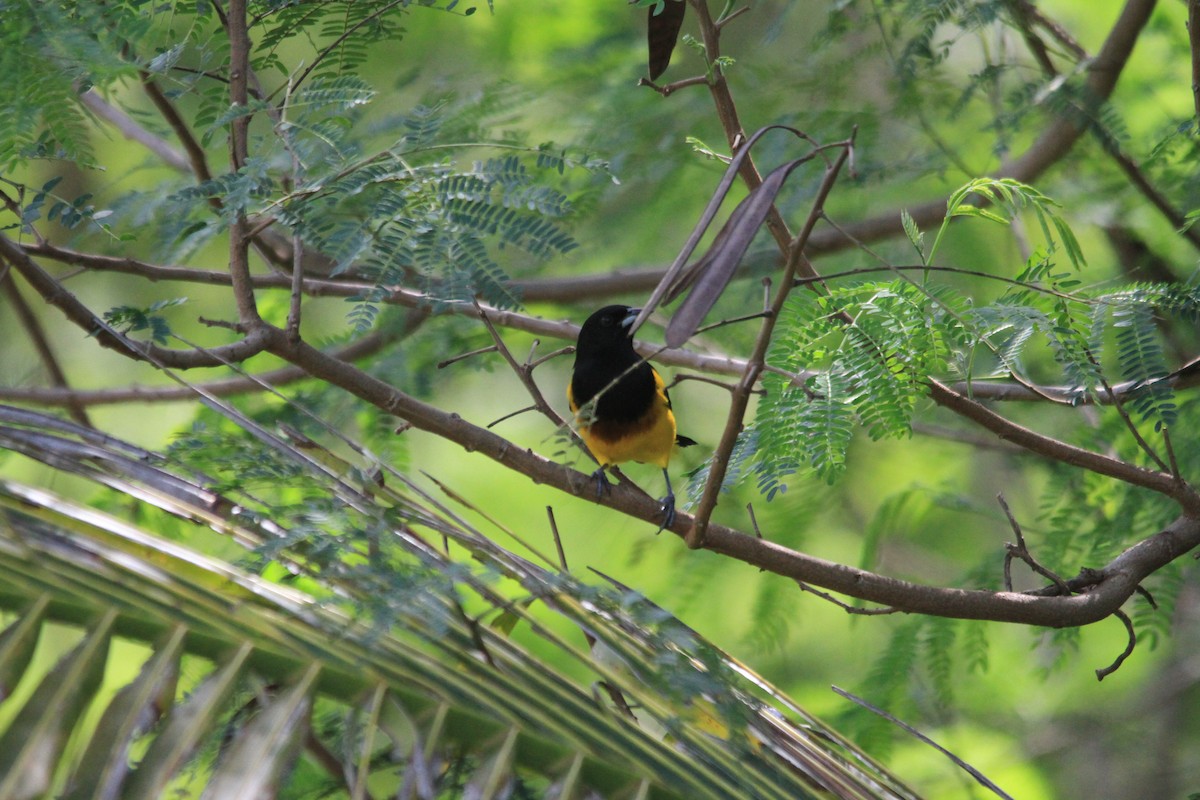 Baltimore Oriole - ML645221335