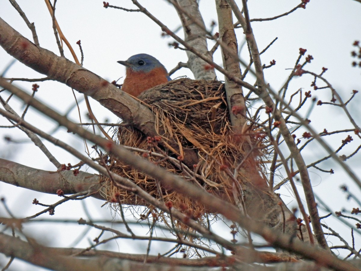 Eastern Bluebird - ML645221336