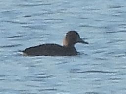 Murgilari txikia - ML645221337