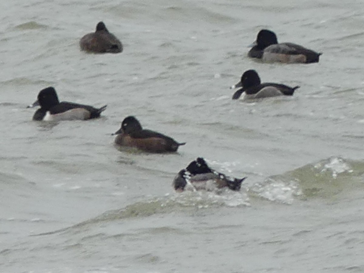 Delawareko kaioa - ML645221338