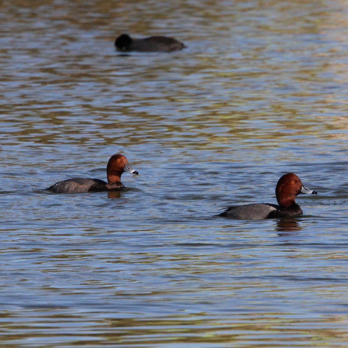 Murgilari burugorria - ML645221341