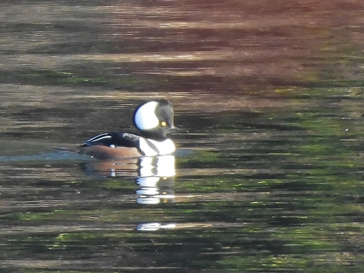 Zerra buruhandia - ML645221342