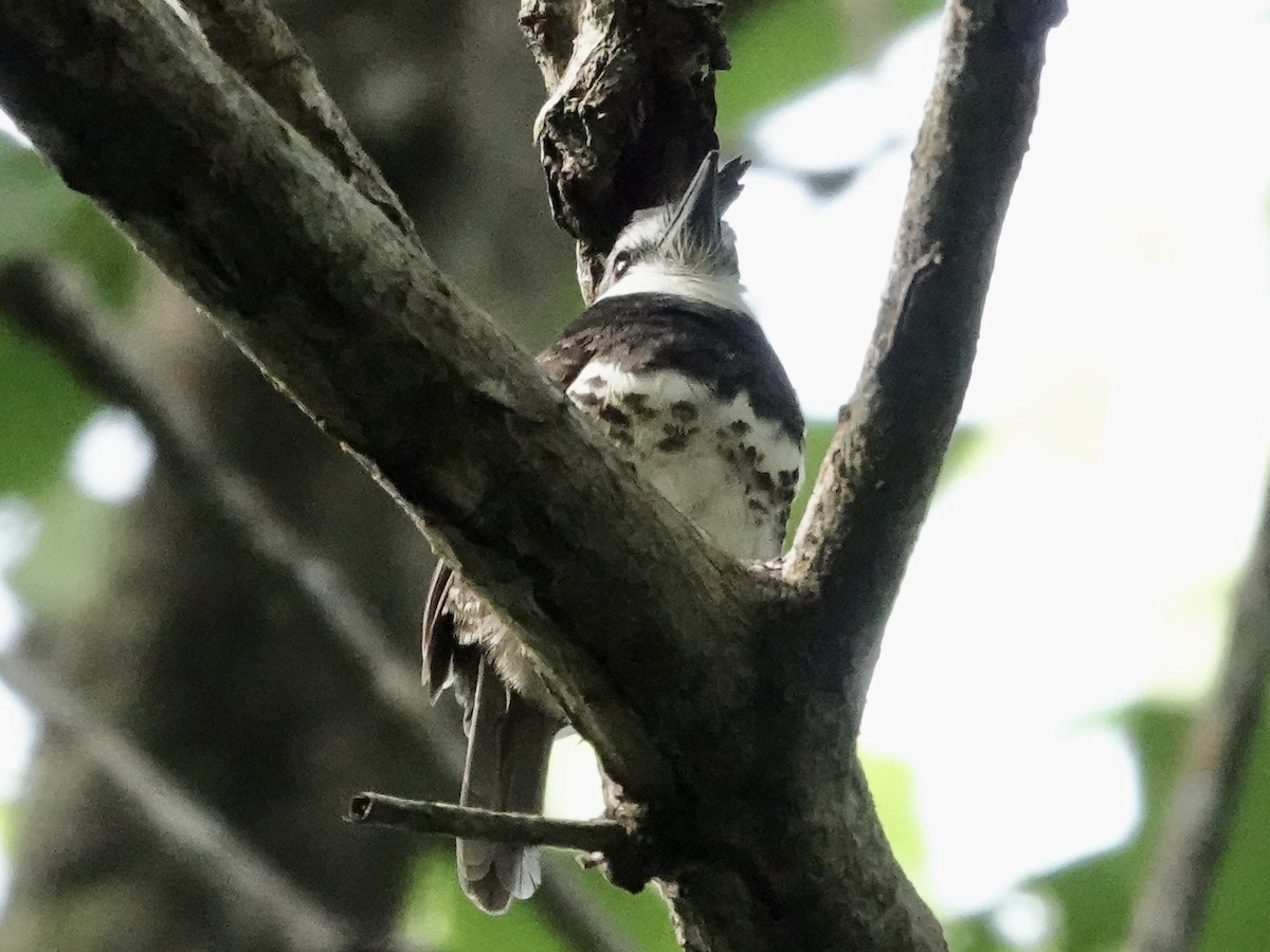 Sooty-capped Puffbird - ML645221343