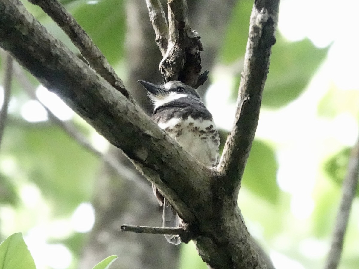 Sooty-capped Puffbird - ML645221347