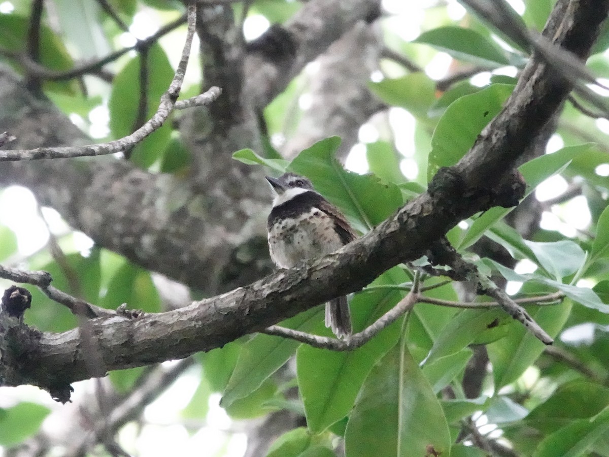 Sooty-capped Puffbird - ML645221348