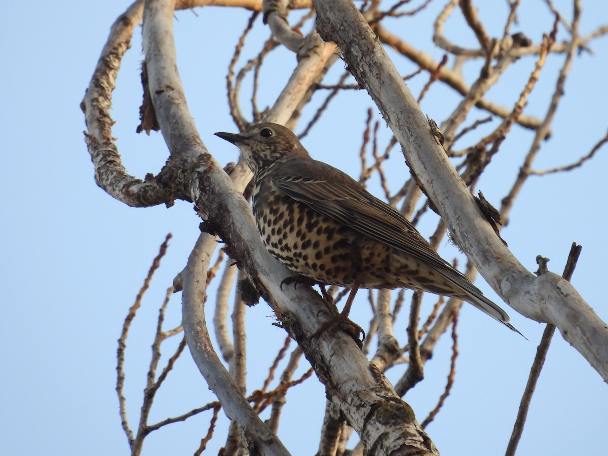 drozd brávník - ML645221352