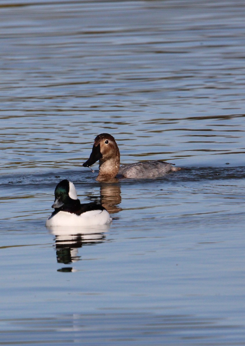 Murgilari bizkarzuria - ML645221353