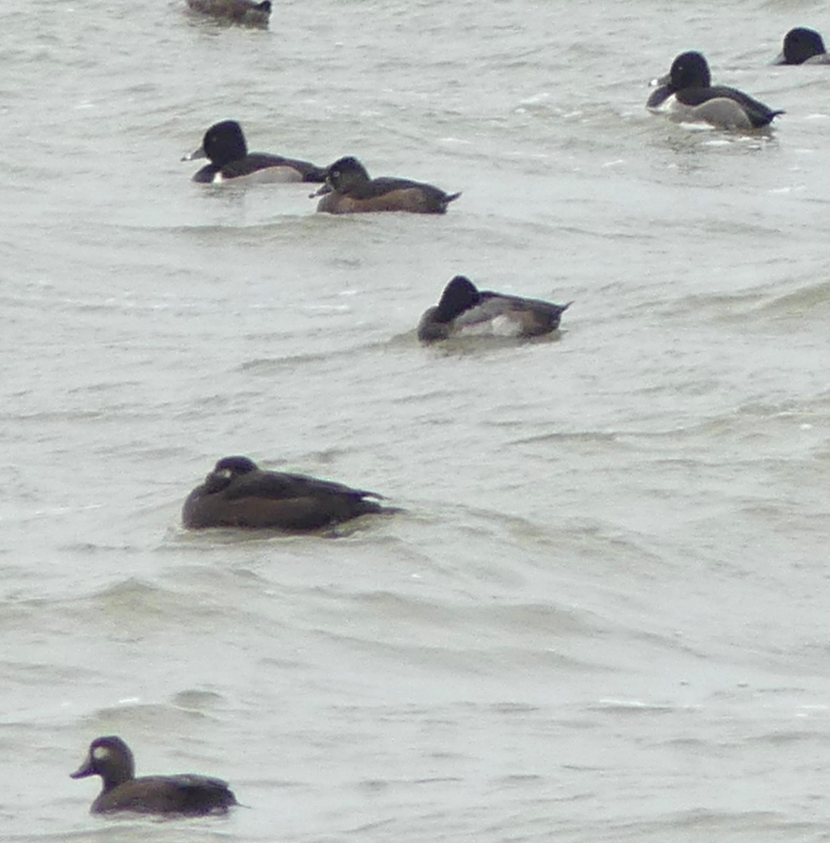 Ring-necked Duck - ML645221388
