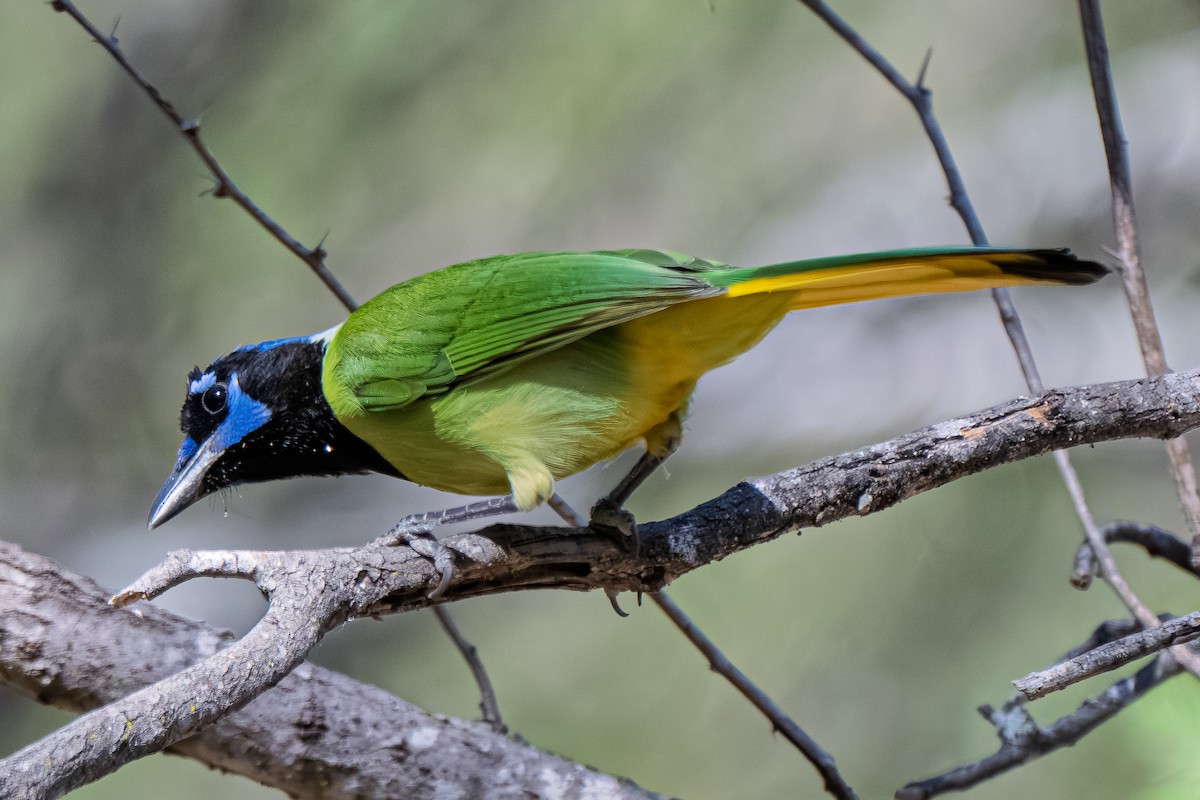 Green Jay (Green) - ML645221399