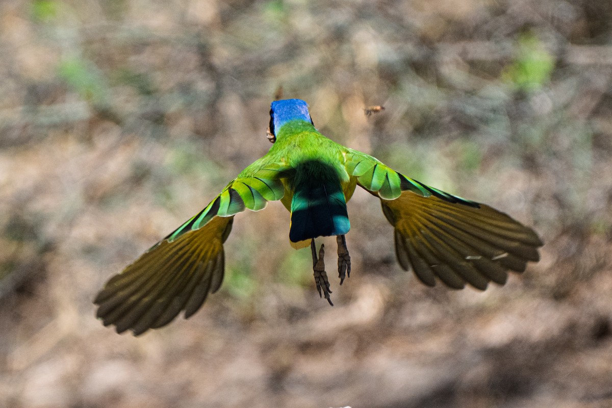 Green Jay (Green) - ML645221400