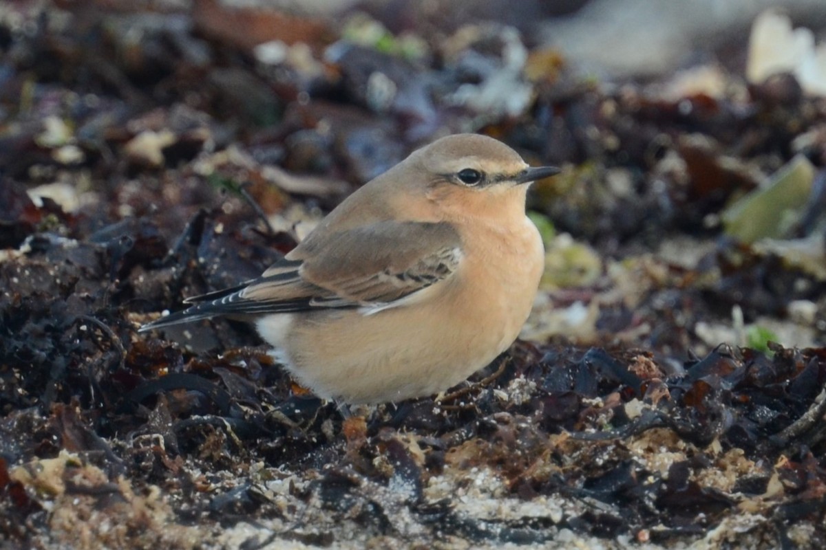 Northern Wheatear (Greenland) - ML645221402