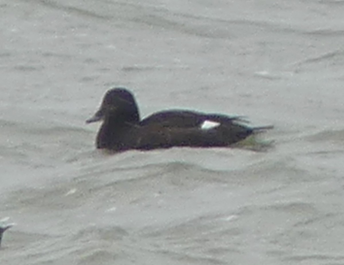 White-winged Scoter - ML645221411